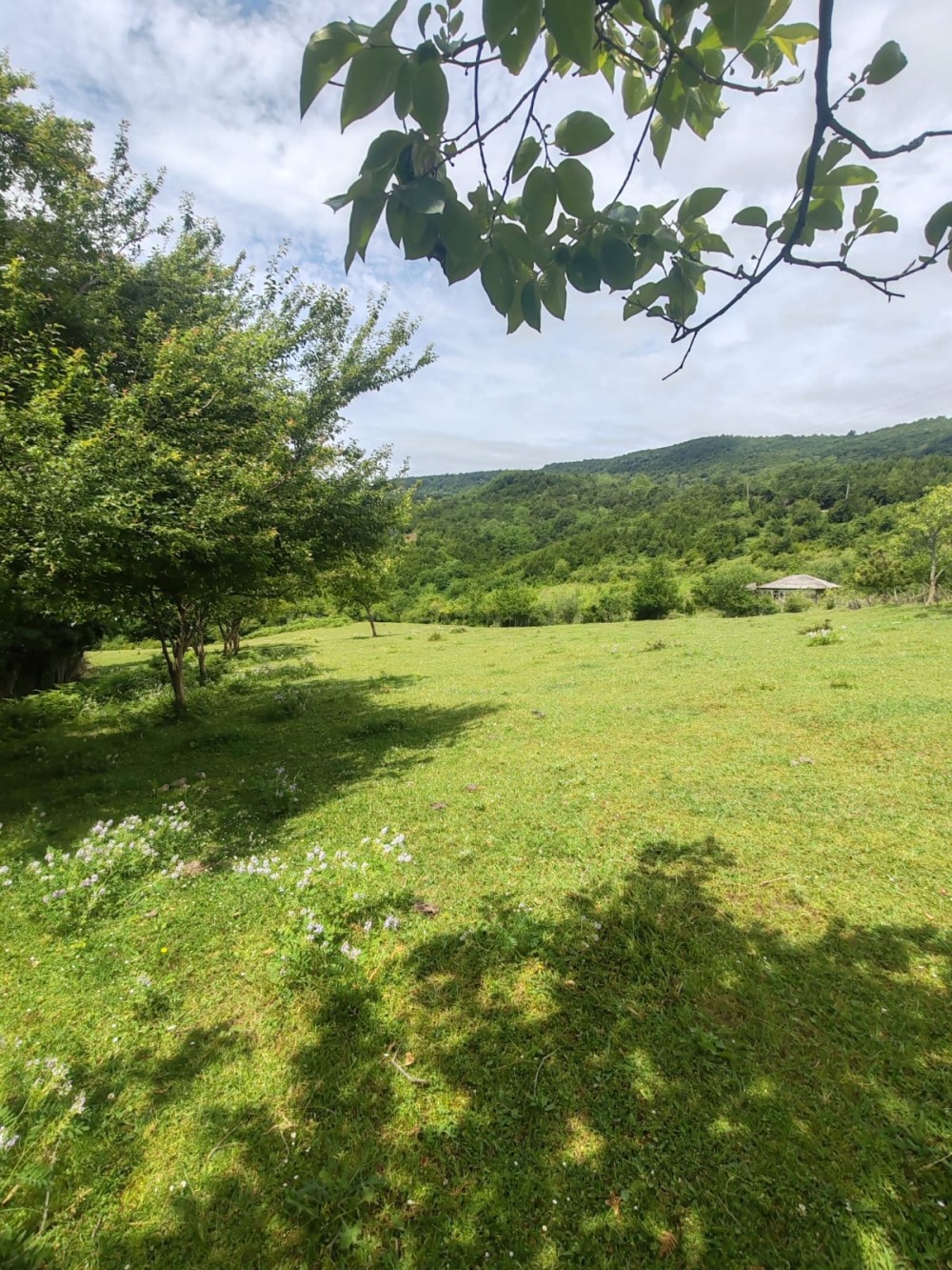 იყიდება სასოფლო სამეურნეო საკარმიდამო მიწის ნაკვეთ