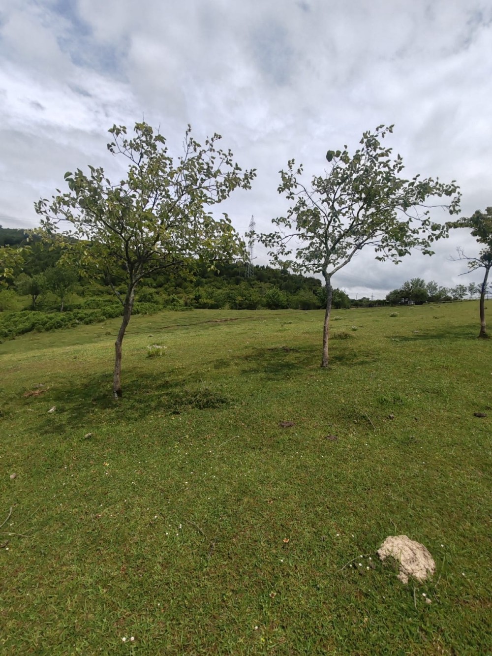 იყიდება სასოფლო სამეურნეო საკარმიდამო მიწის ნაკვეთ