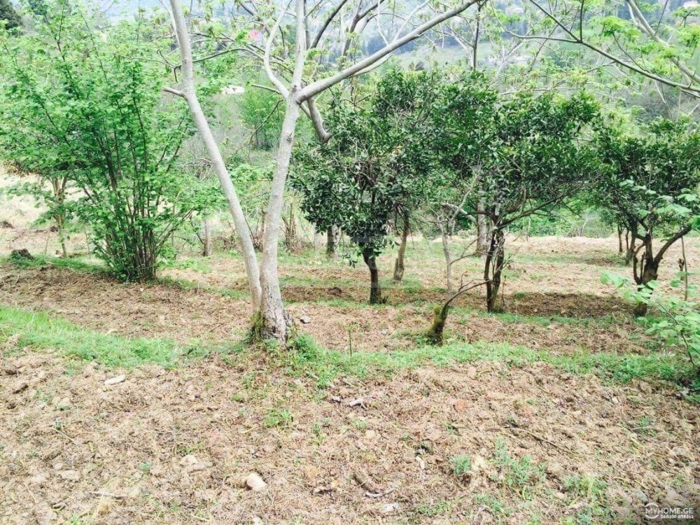 იყიდება სასოფლო-სამეურნეო მიწის ნაკვეთი ბათუმში