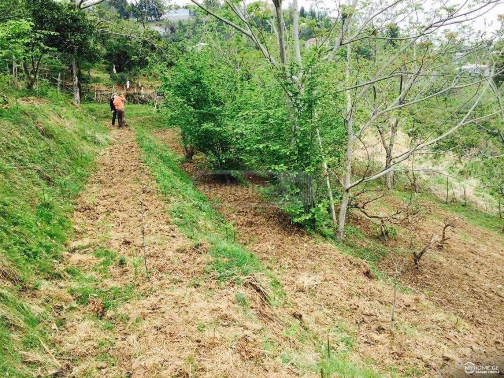 იყიდება სასოფლო-სამეურნეო მიწის ნაკვეთი ბათუმში