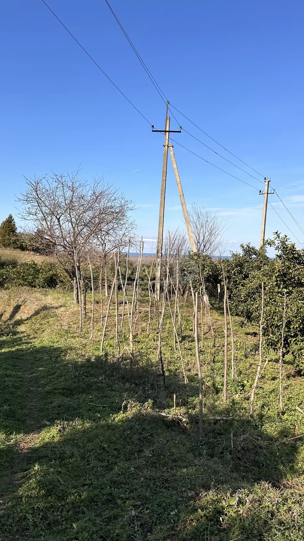 იყიდება სასოფლო-სამეურნეო მიწის ნაკვეთი ხელვაჩაურის მუნიციპალიტეტში