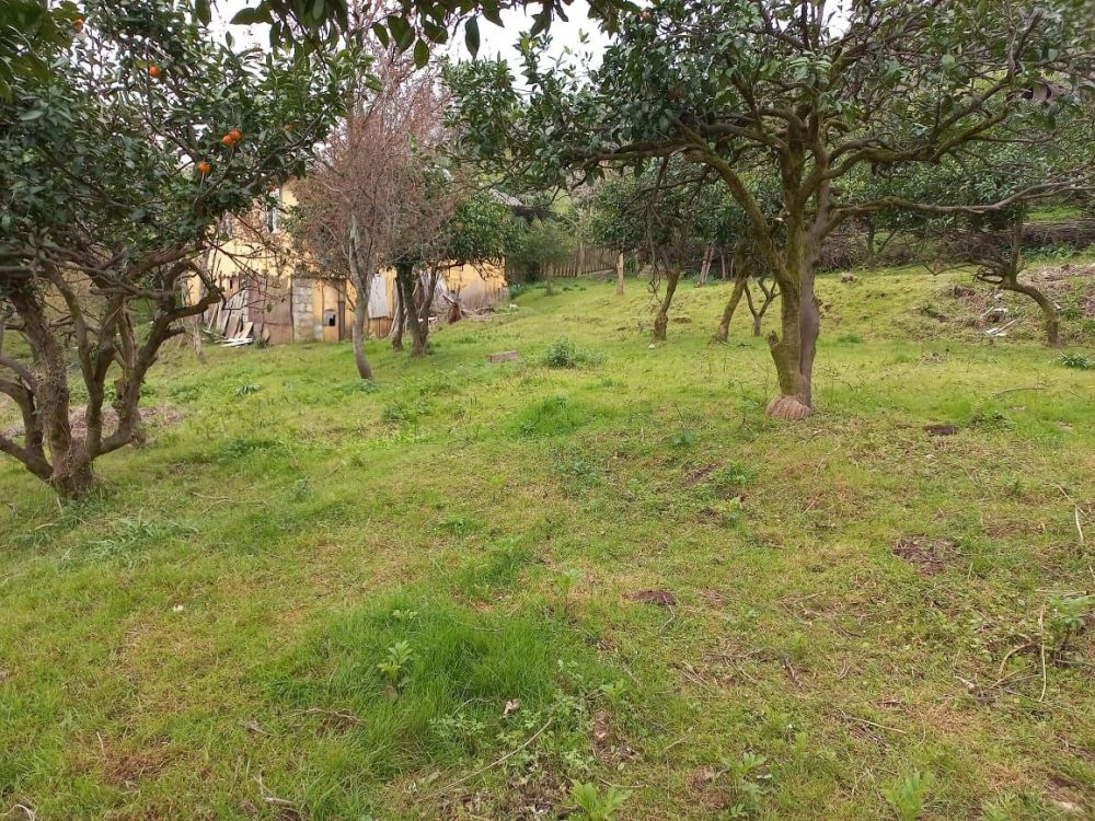 🌿 იყიდება მიწის ნაკვეთი ხელվაჩაურის მუნიციპალიტეტში, ახალსოფელში!