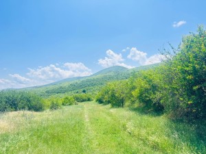 იყიდება მიწის ნაკვეთი წნორი–სიღნაღის დამაკავშირებელ გზაზე